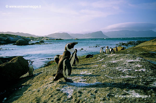 Pinguini del Capo 41-31-01